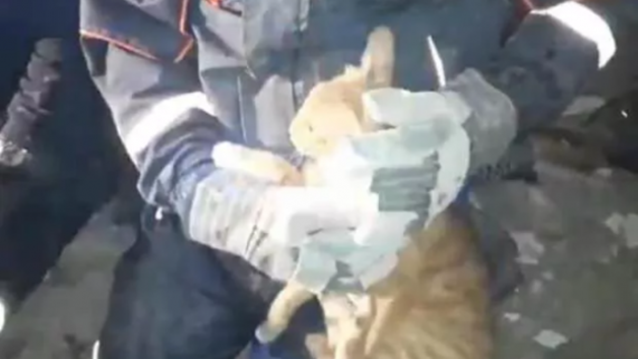 İzmir'de enkazın altında kalan kedi kurtarıldı