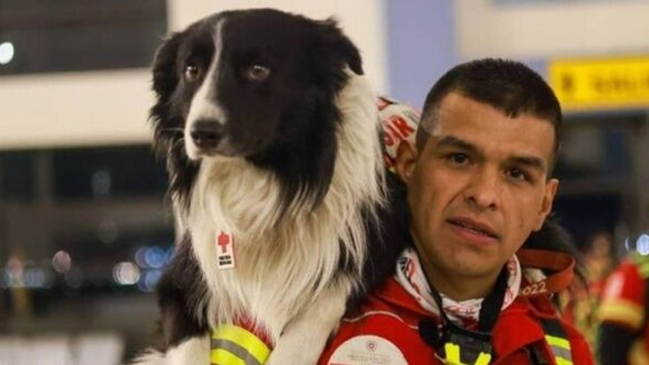 Arama-kurtarma köpekleri nasıl eğitiliyor?