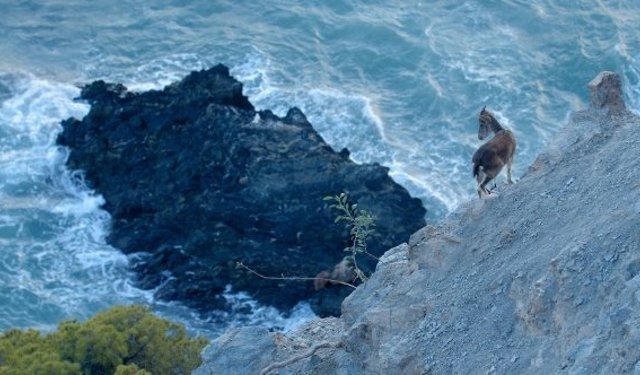 Vahşi Akdeniz National Geographic Wild'da!
